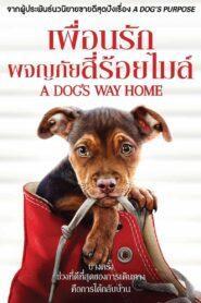 A Dog’s Way Home (2019) เพื่อนรักผจญภัยสี่ร้อยไมล์